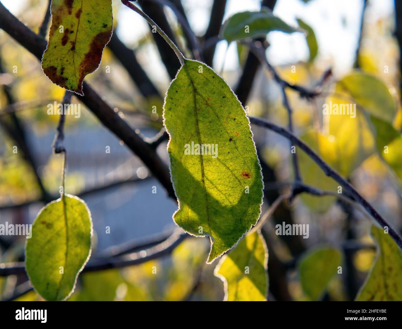 leaves of the tree in frost in the early morning, autumn Stock Photo