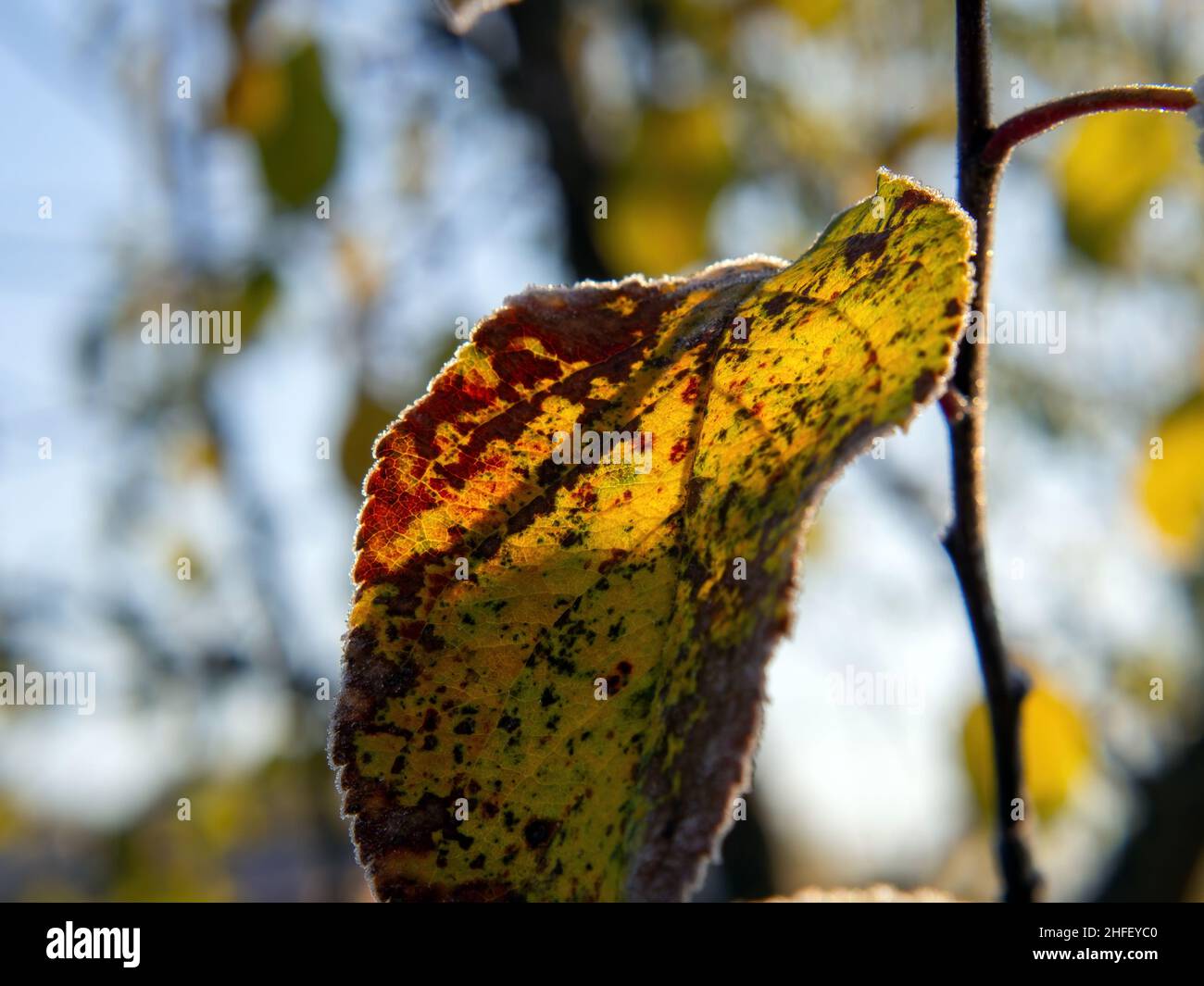 Green leaves in early autumn hi-res stock photography and images - Page 3 -  Alamy