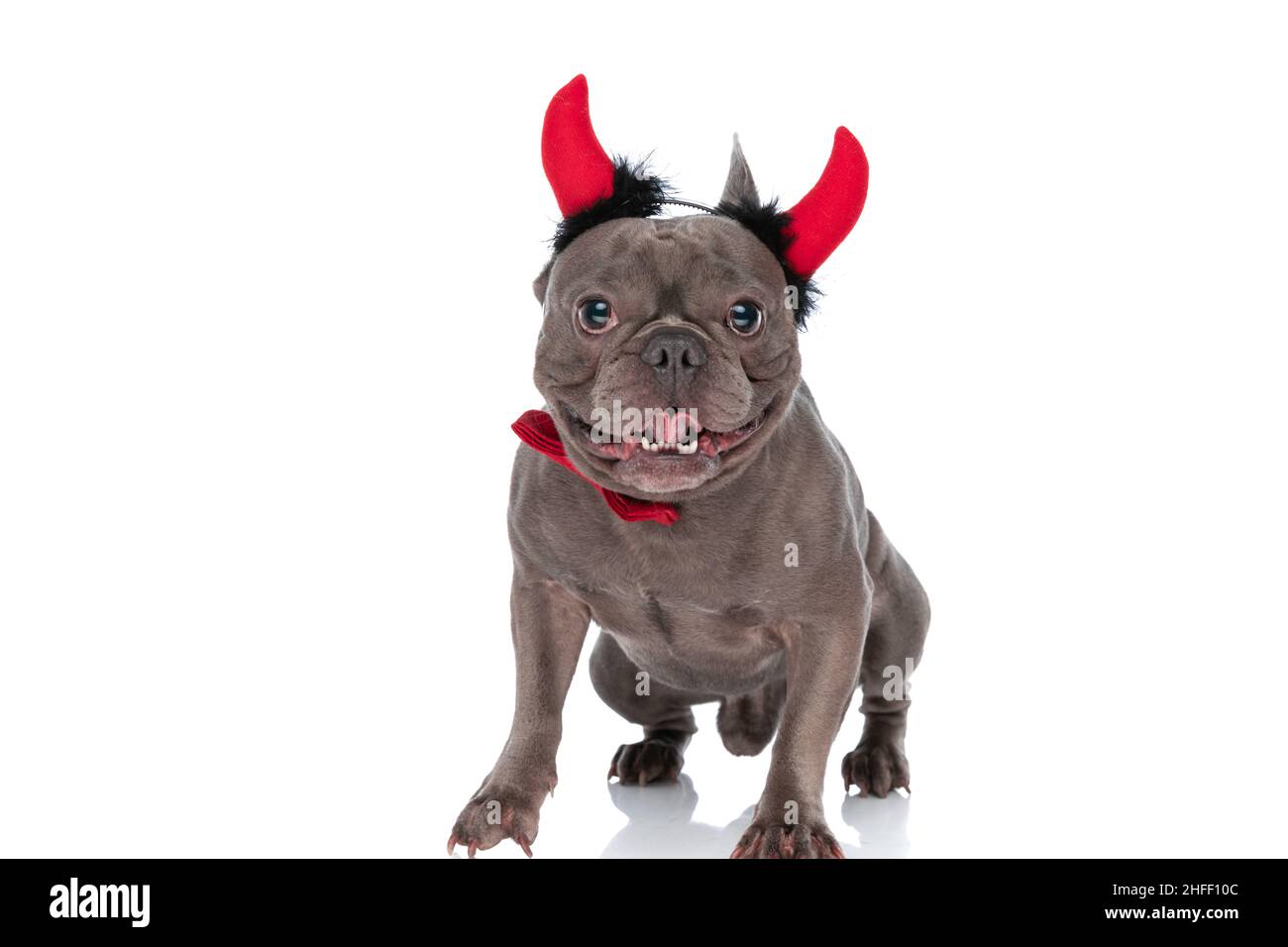 precious frenchie puppy with red bowtie panting and sticking out tongue