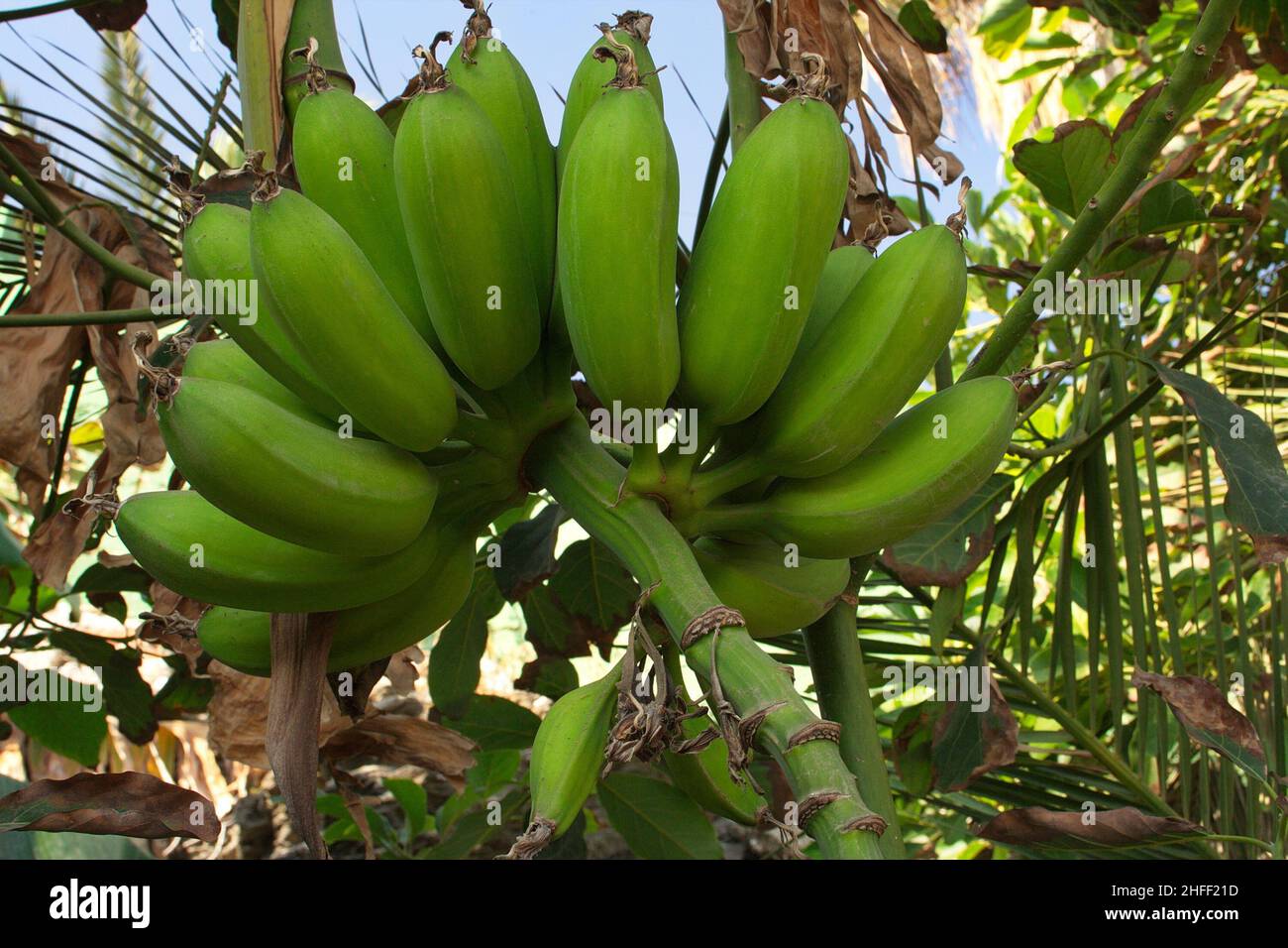 Banana plant in Andalusia,Spain,Europe Stock Photo Alamy