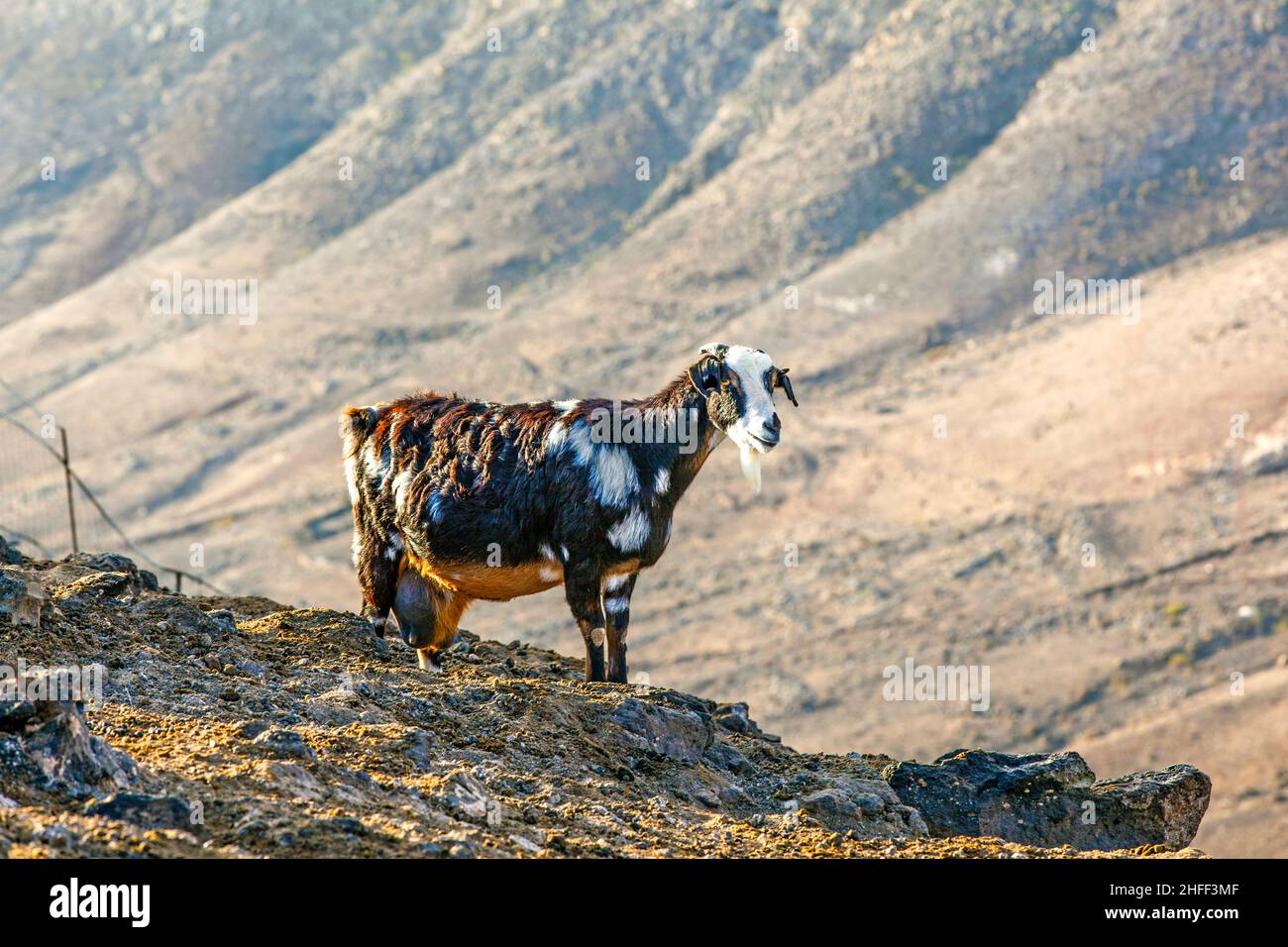 wild goats in the mountains of Lanzarote Stock Photo Alamy