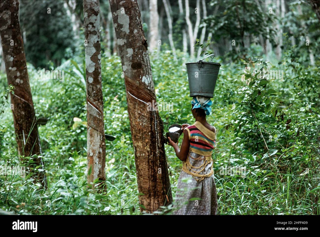 Woman collecting latex from a rubber tree in the rainforest of Ghana, West Africa Stock Photo