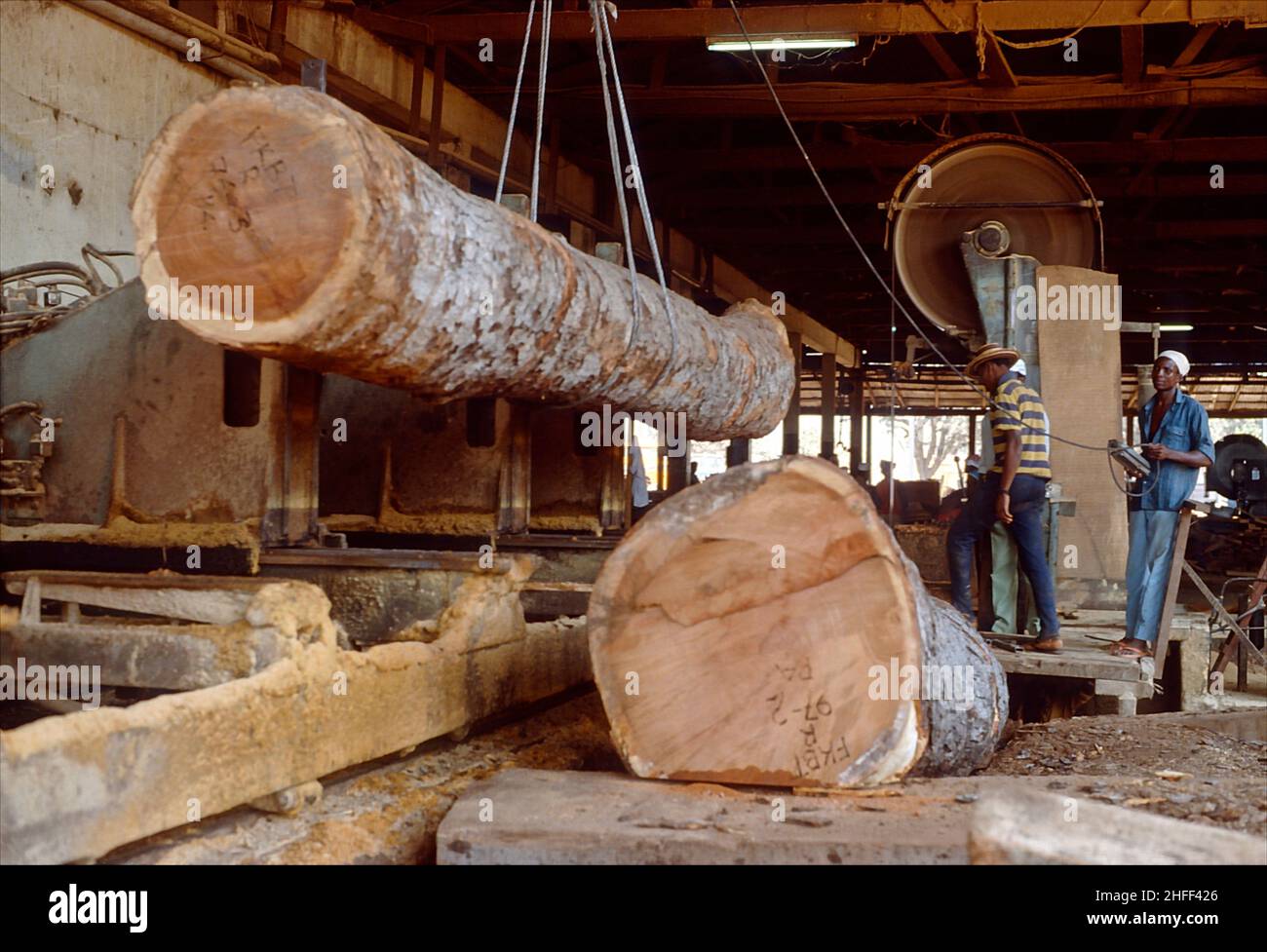 Sawmillworker lifting a heavy log towards a belt saw in a sawmill near