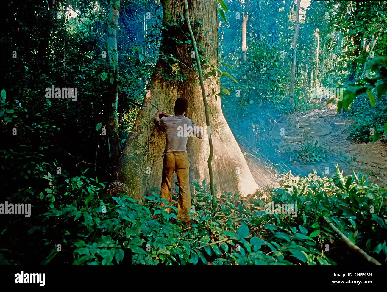 Lumber jack felling a tree in the rainforest in Ghana, West Africa. Stock Photo