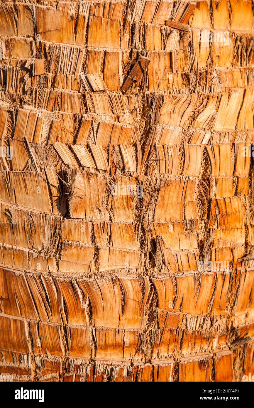 Rough brown palm tree wood bark natural texture background Stock Photo