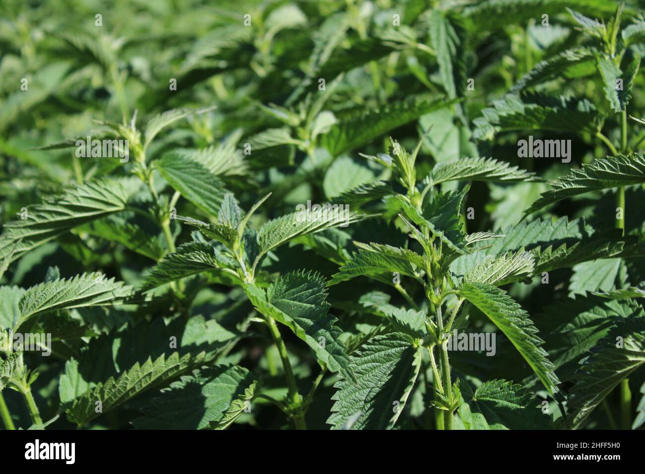 many stinging nettles Stock Photo Alamy
