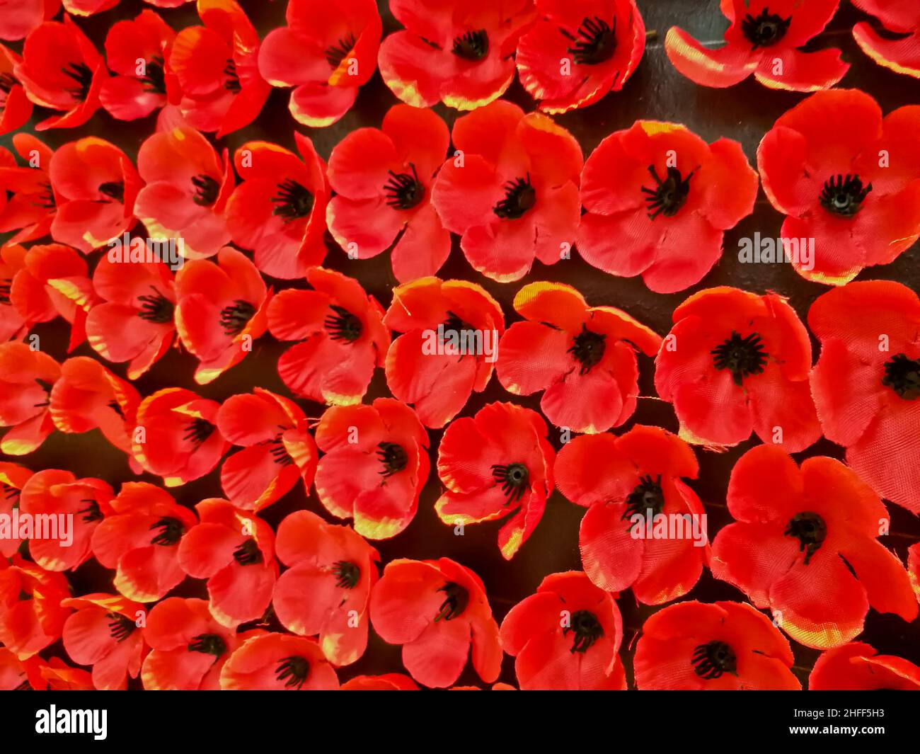 Field of red poppy flowers to honour fallen veterans soldiers in battle