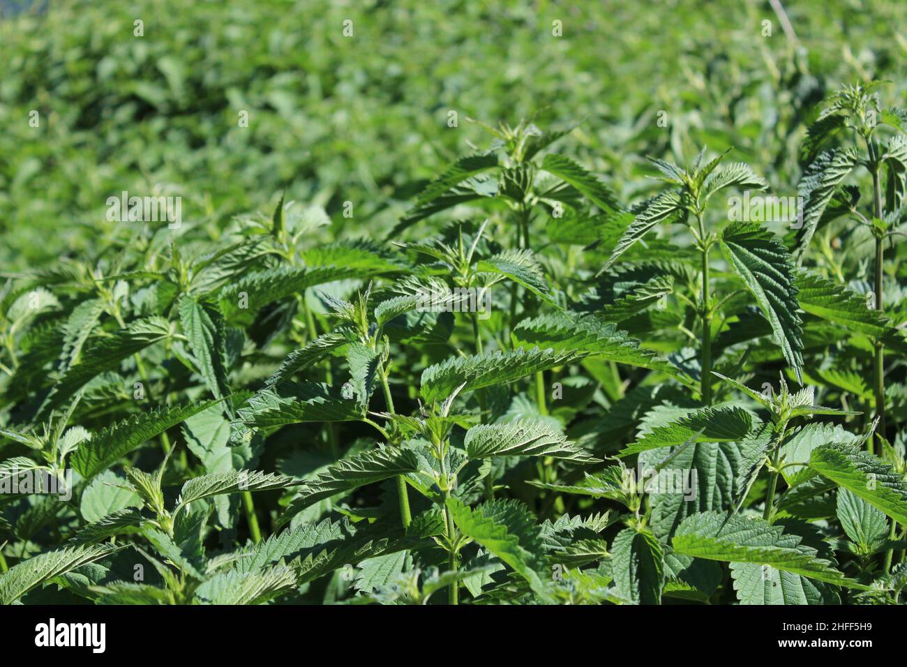 many stinging nettles Stock Photo Alamy