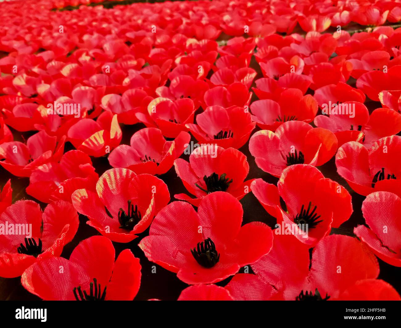 Field of red poppy flowers to honour fallen veterans soldiers in the battle of Anzac day Stock Photo