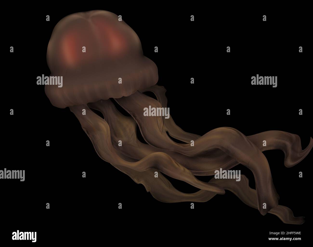 Giant phantom jellyfish, Stygiomedusa gigantea deep sea creature. Brown jellyfish with long tentacles, new species. Stock Photo