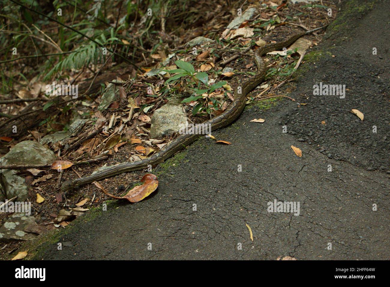 Python in Eungella National Park in Queensland,Australia Stock Photo ...
