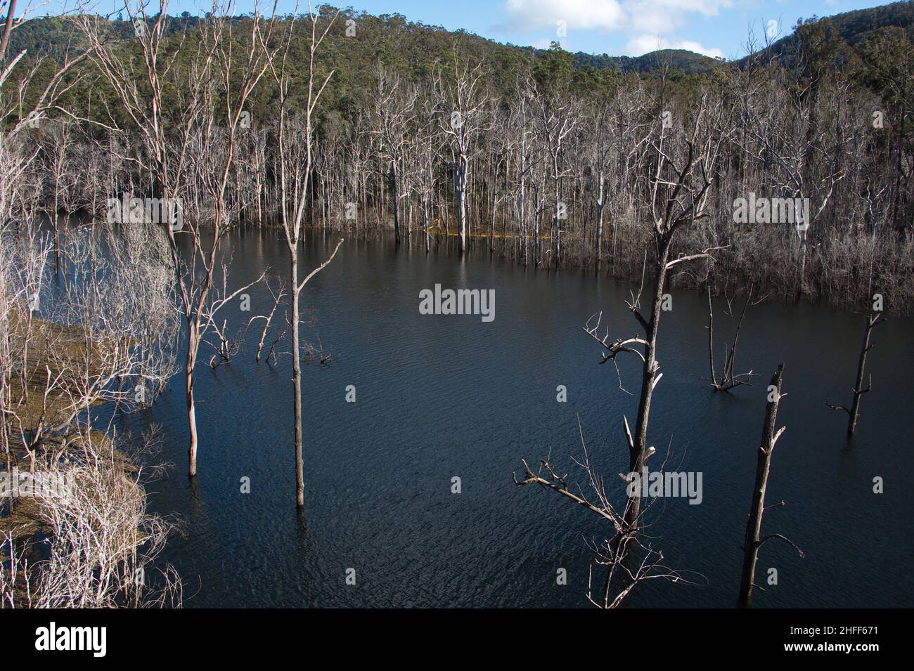 Nerang River in Queensland in Australia Stock Photo Alamy