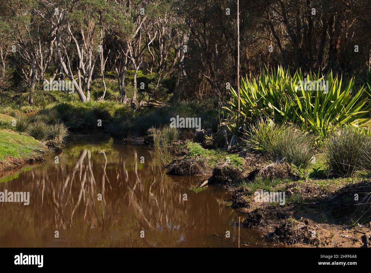 Landscape at Pebbly Beach in Murramarang National Park in Australia ...