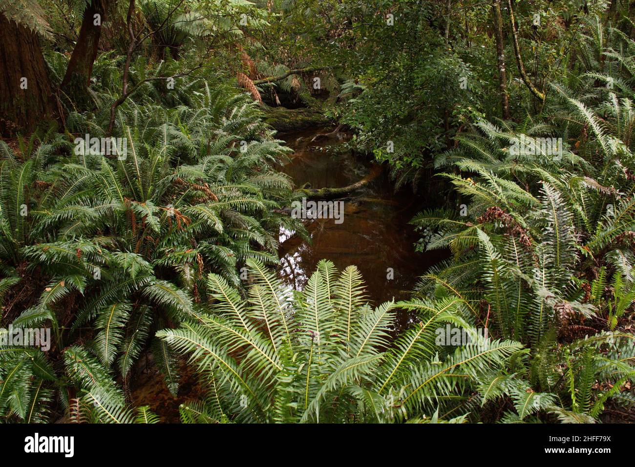 Fern plants on Hogarth Falls Walk in Tasmania,Australia Stock Photo Alamy
