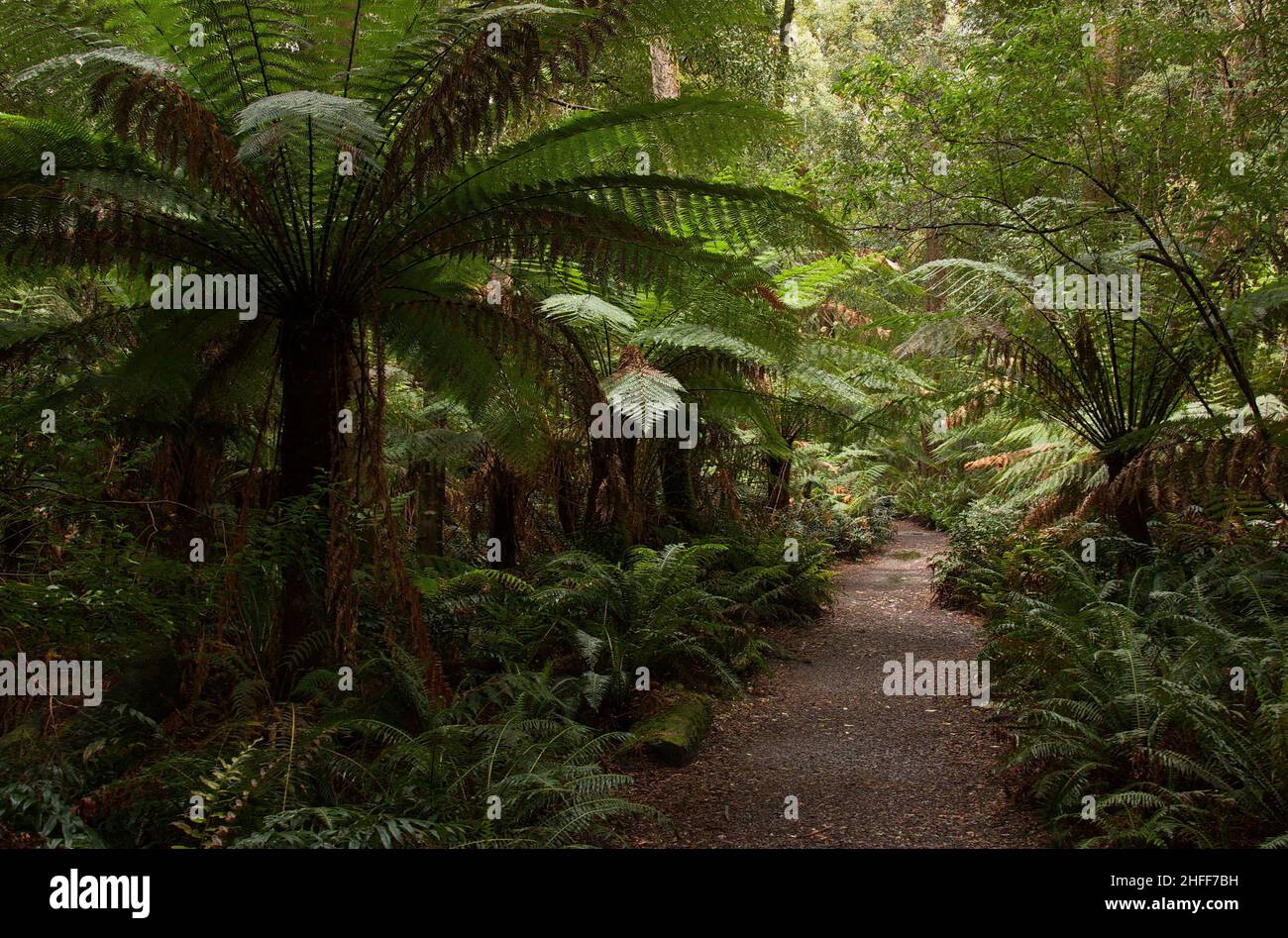 Fern plants on Hogarth Falls Walk in Tasmania,Australia Stock Photo Alamy