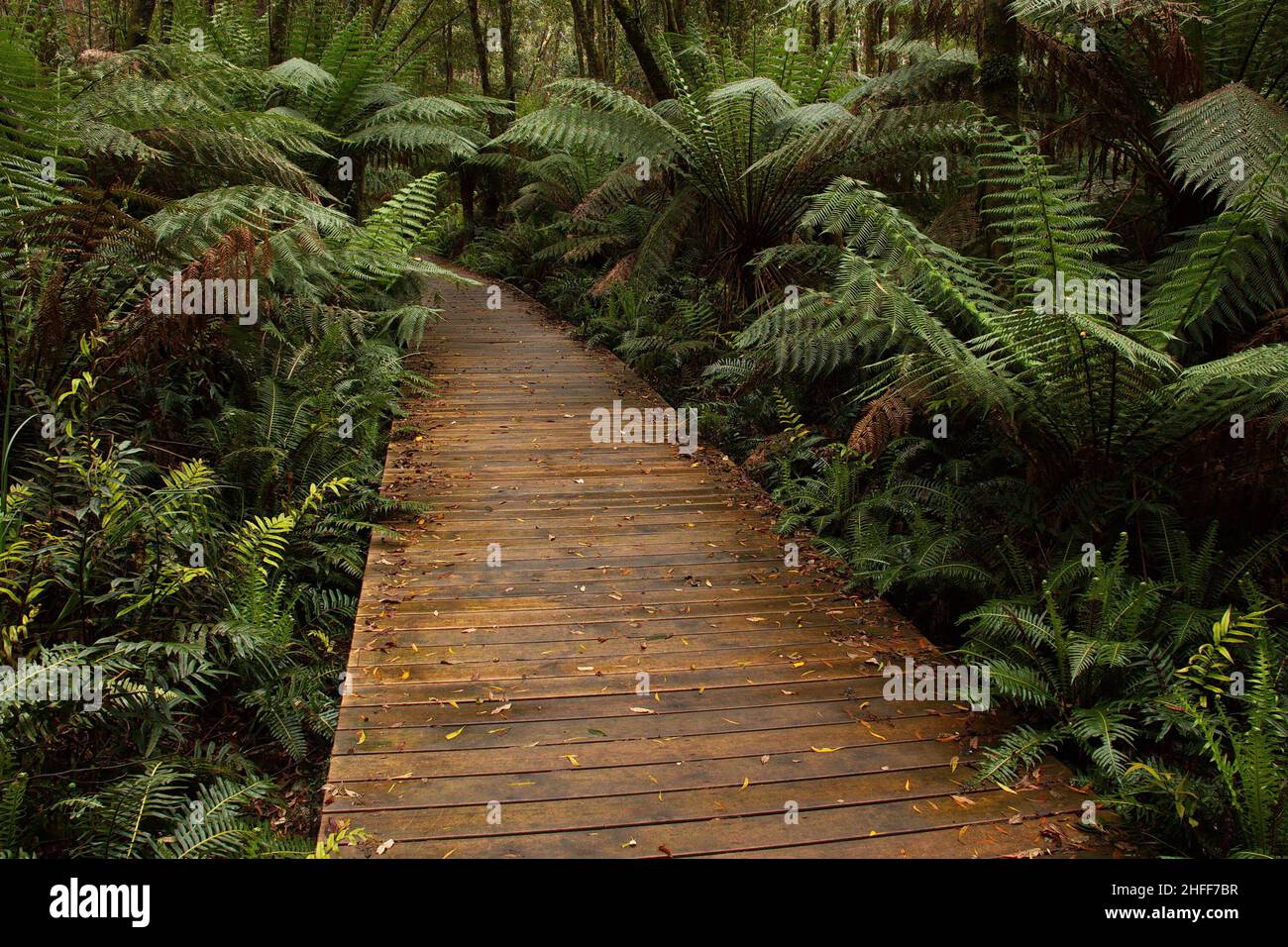 Fern plants on Hogarth Falls Walk in Tasmania,Australia Stock Photo Alamy