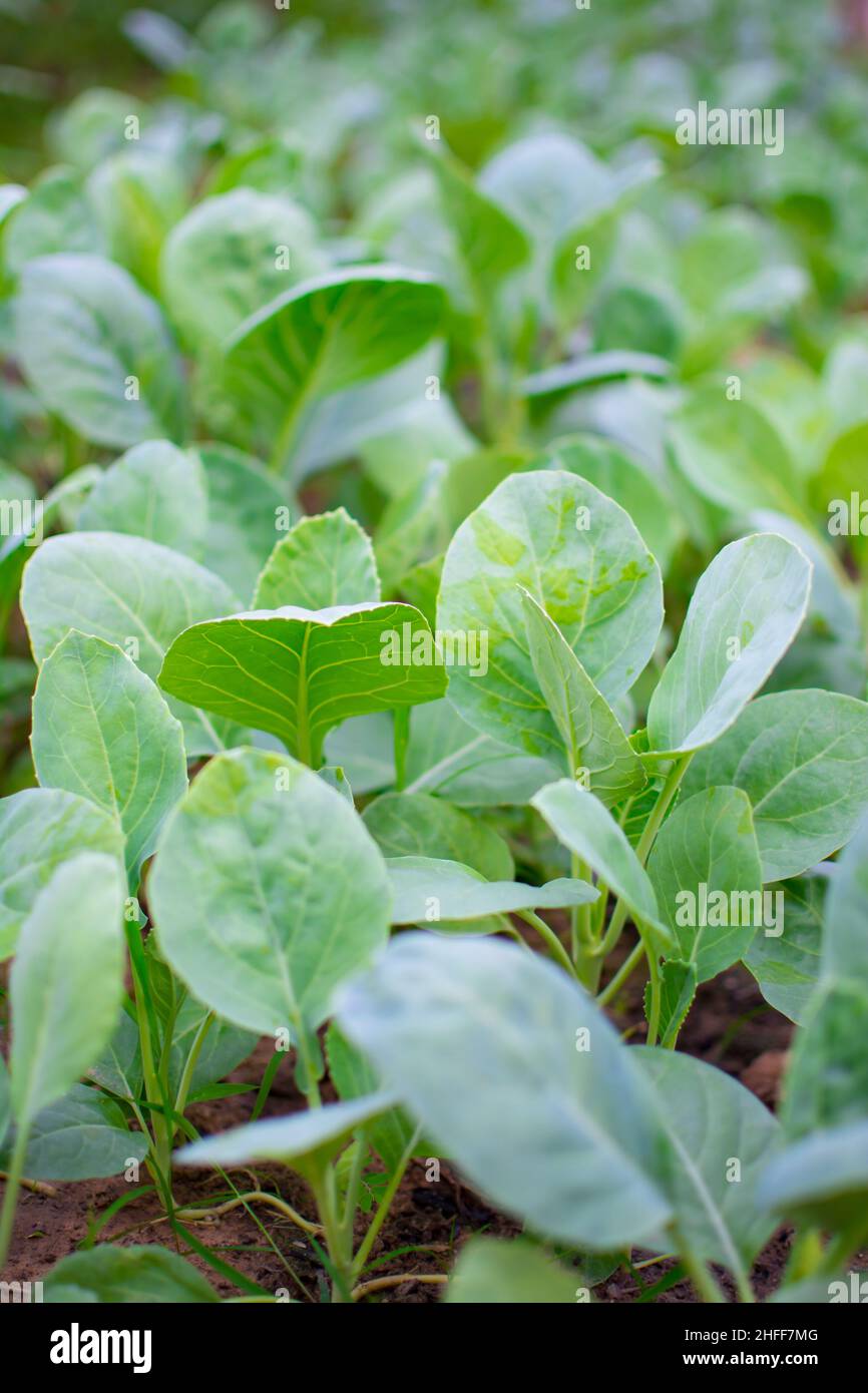 Growing Chinese kale vegetable or Chinese Broccoli Plants (Brassica oleracea var. alboglabra). They are green crop that grows on on the ground, high v Stock Photo