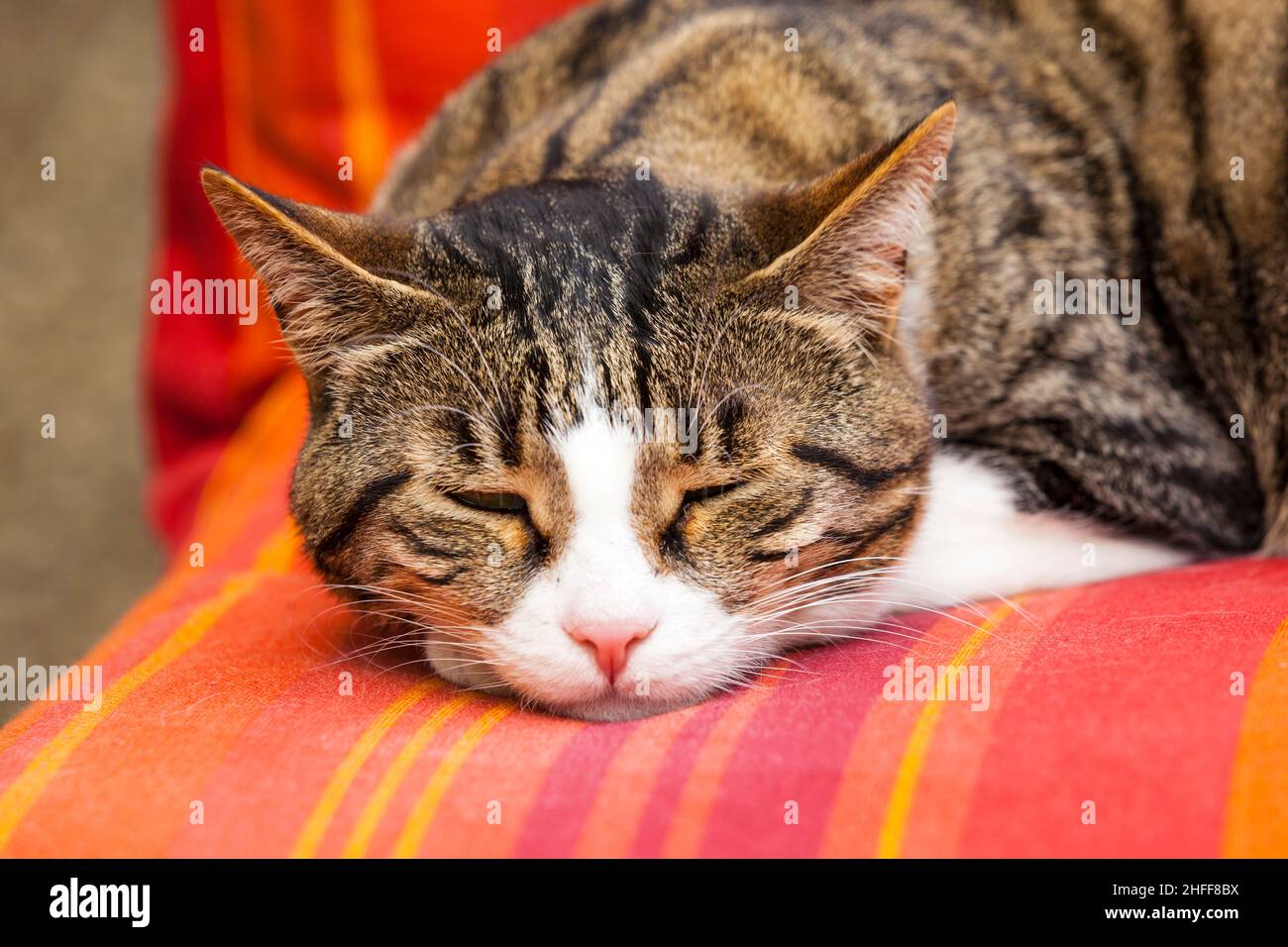 cute cat sleeping on a couch Stock Photo - Alamy