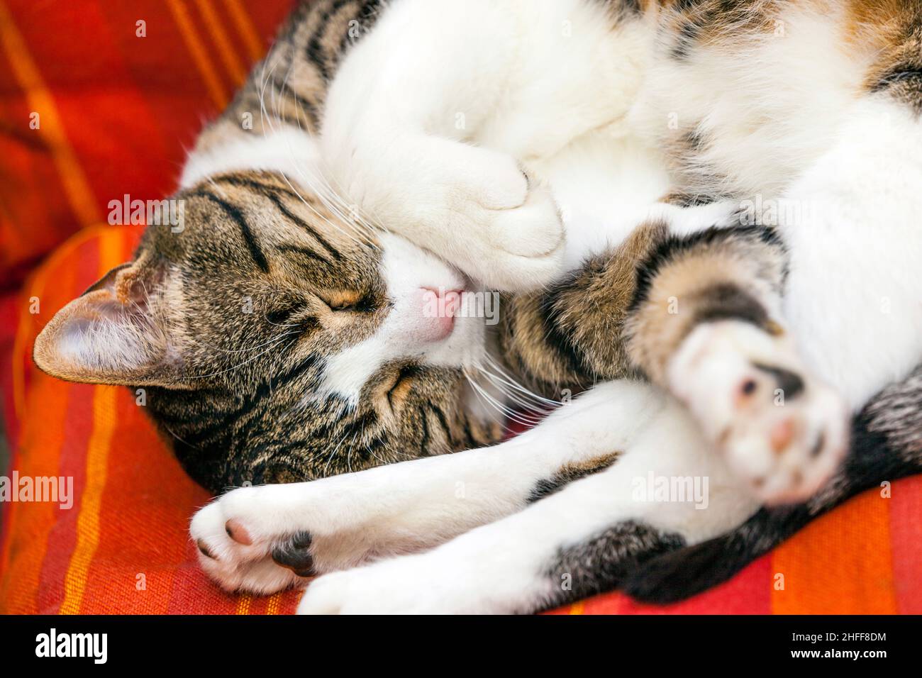 cute cat sleeping on a couch Stock Photo - Alamy