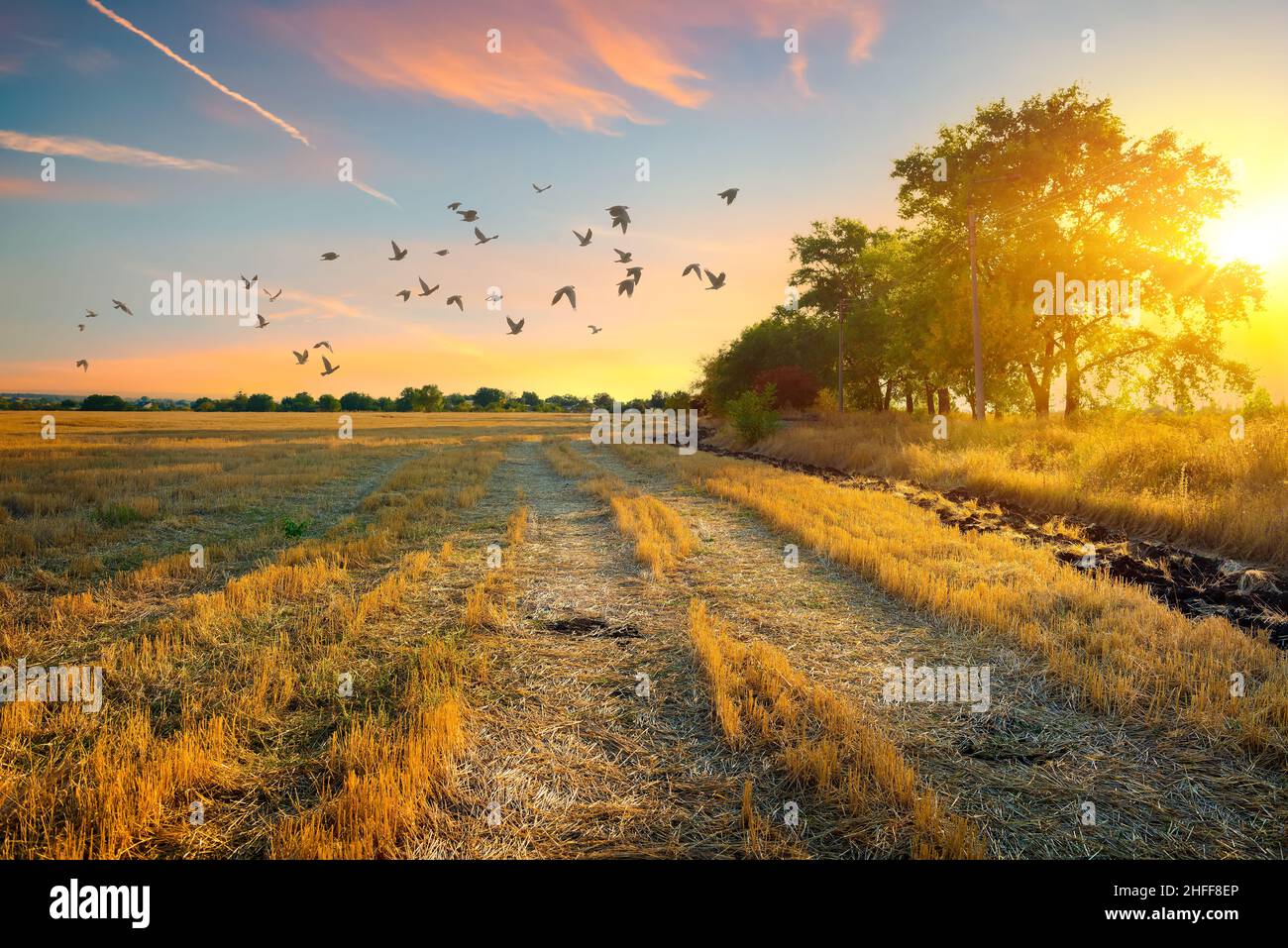 Tree in mowed field hi-res stock photography and images - Alamy