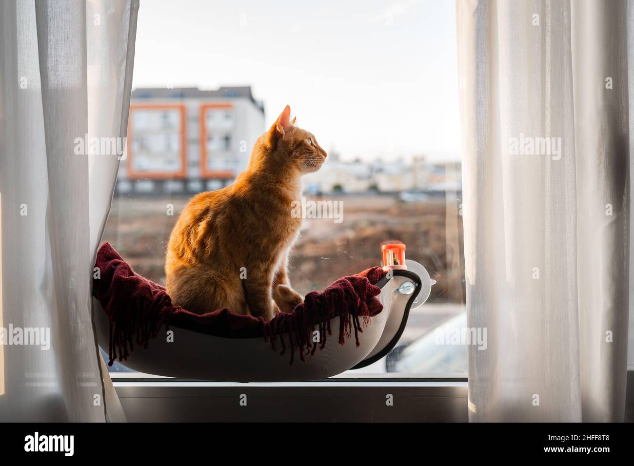 brown tabby cat sitting on a hammock by the window, plays with a toy ...
