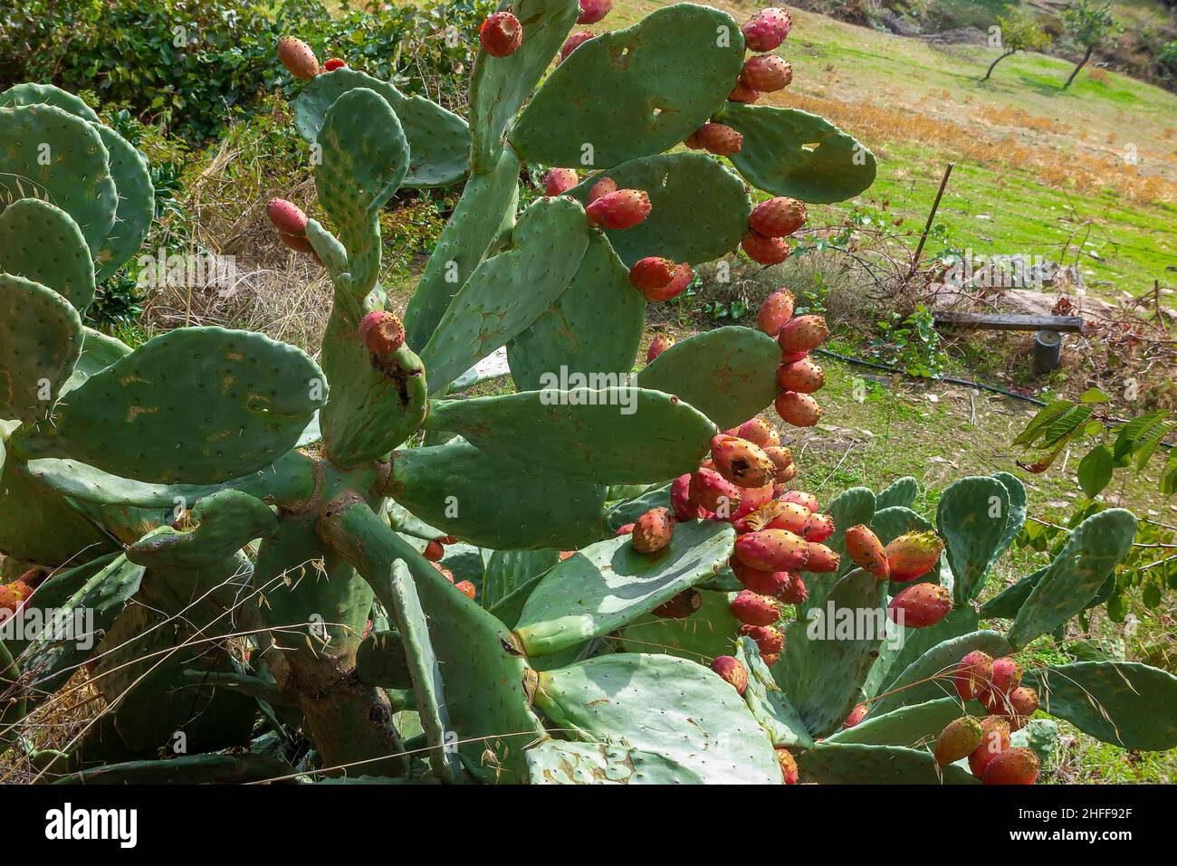 closeup of a prickly pear with prickly pears growing in the fields of the spanish province of Extremadura Stock Photo