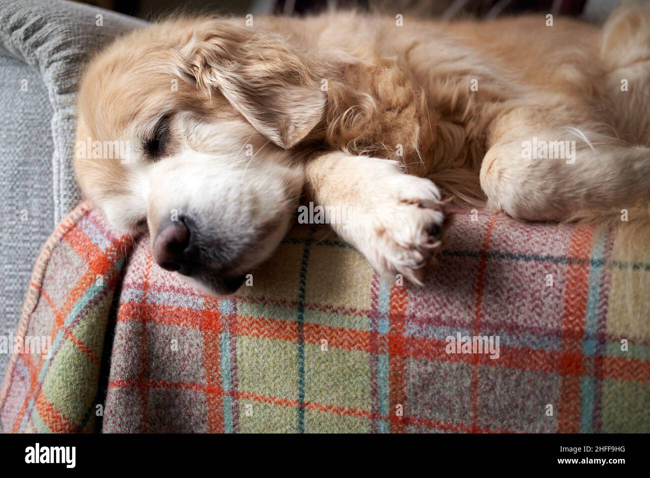 A sleeping golden retriever at home Stock Photo
