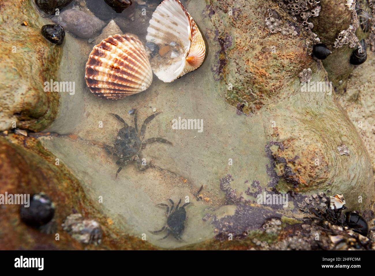 Shore crabs in the rock pool Stock Photo