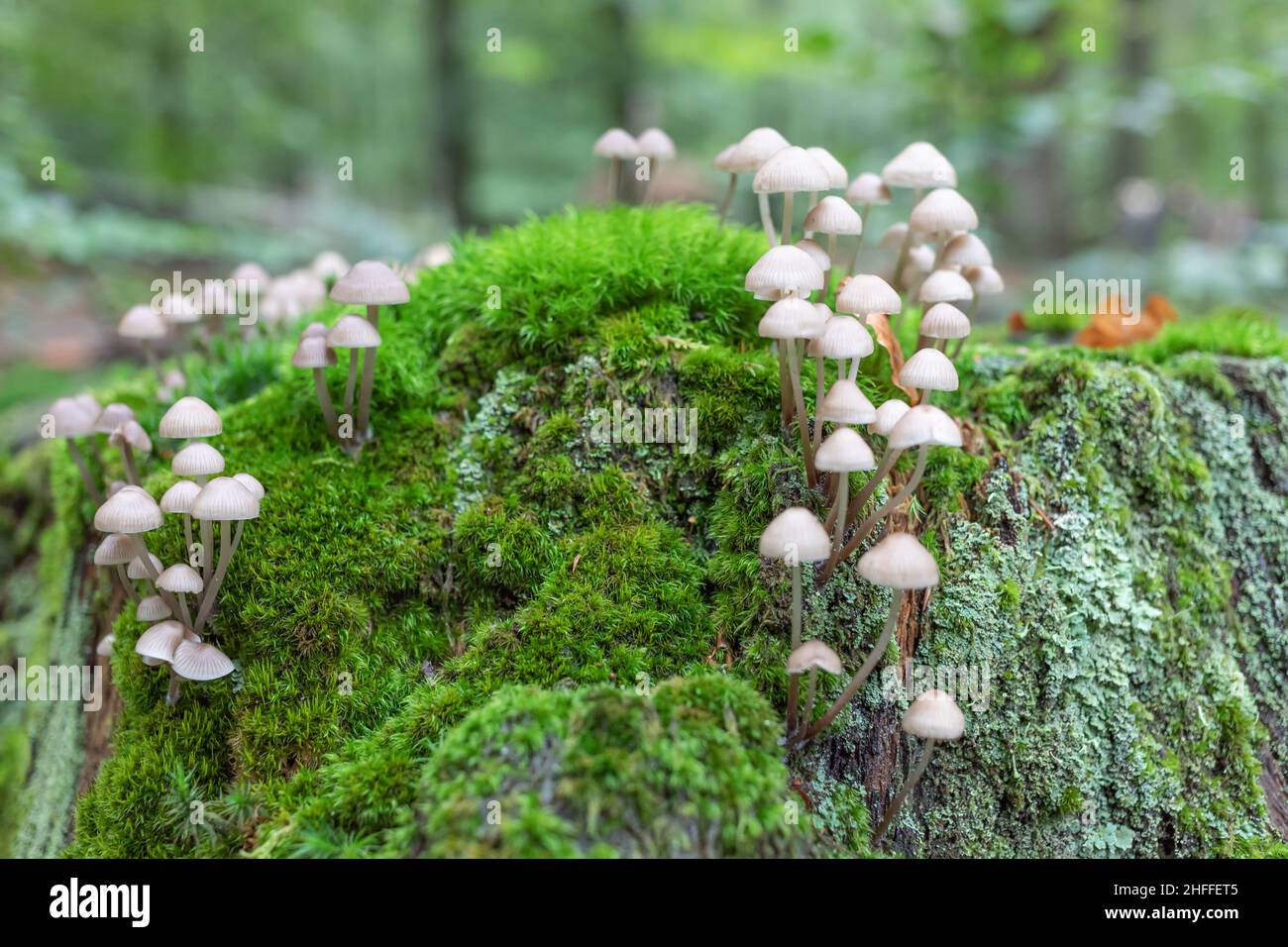 small mushrooms on mossy tree stump Stock Photo