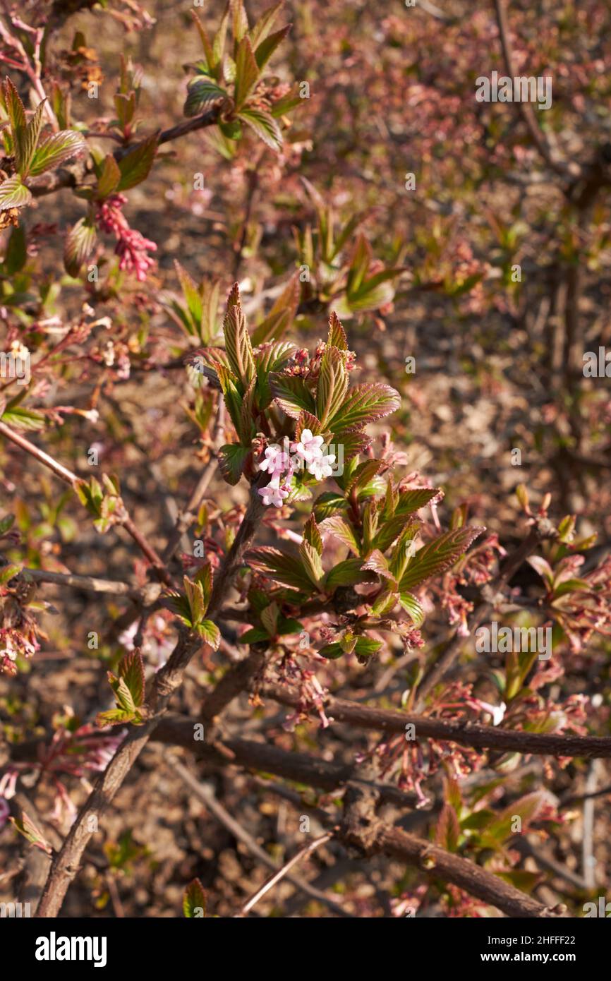 Viburnum farreri  fresh foliage Stock Photo