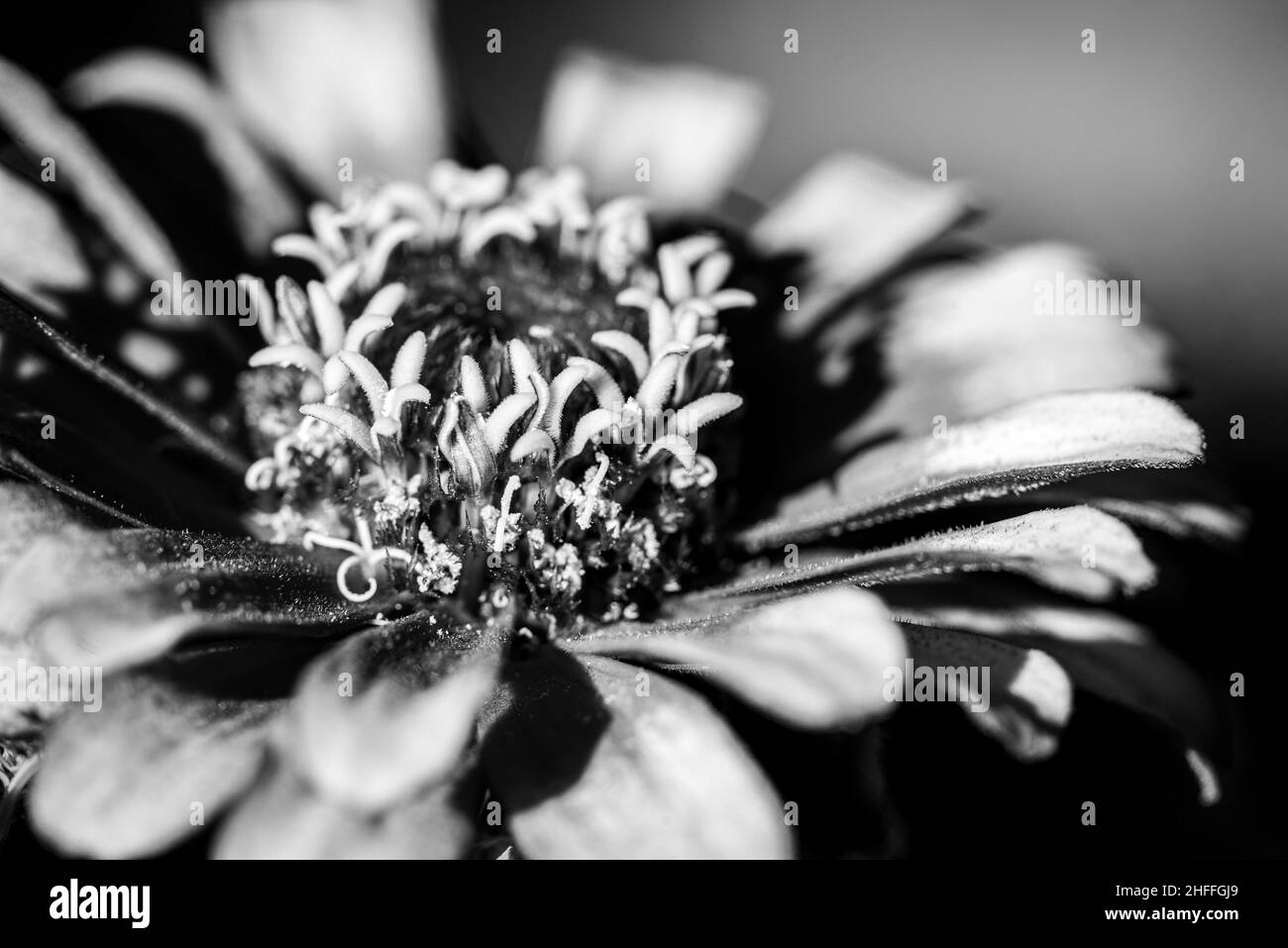Aster background Black and White Stock Photos & Images - Alamy