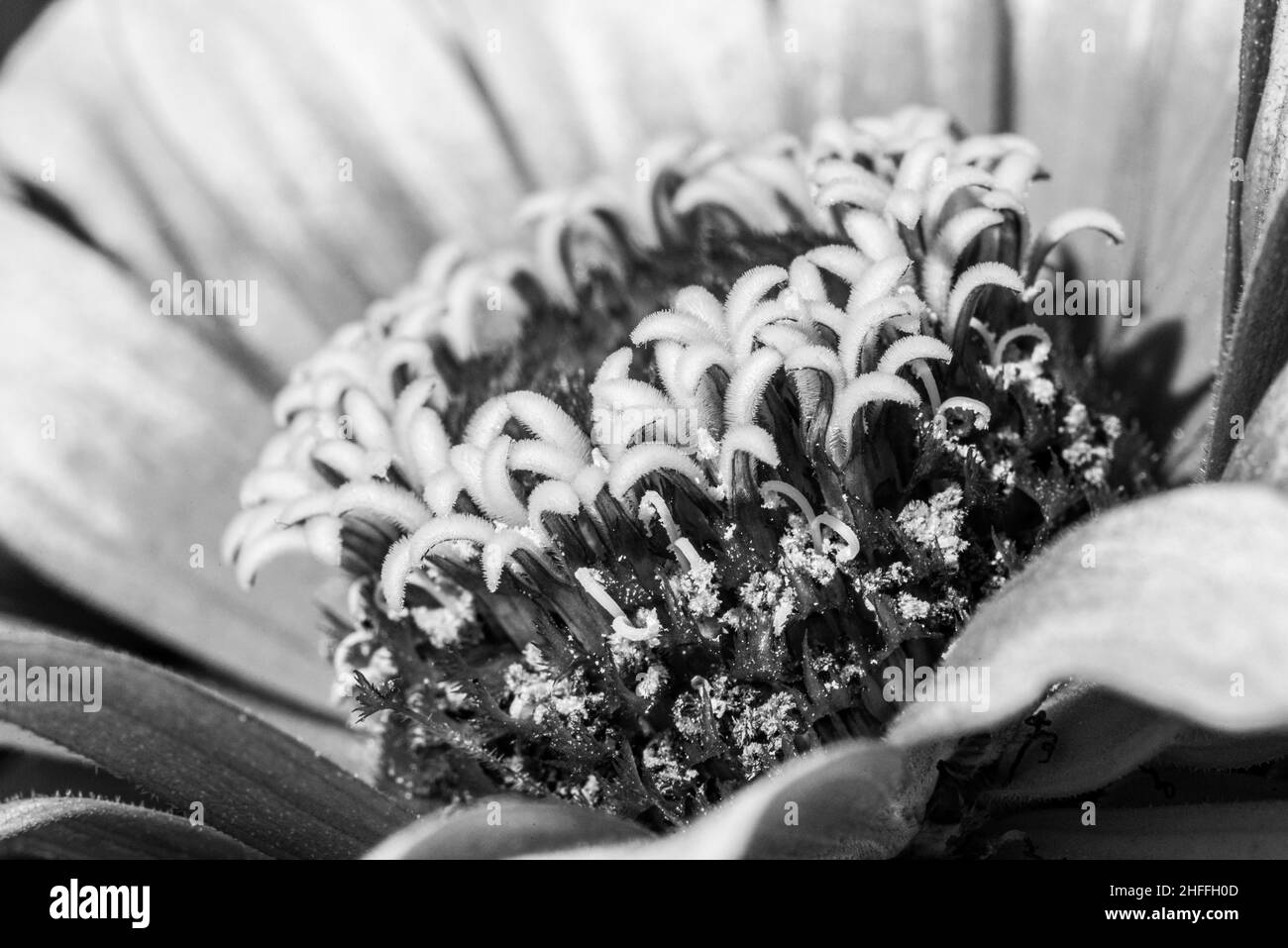 Asteraceae petal structure Black and White Stock Photos & Images - Alamy
