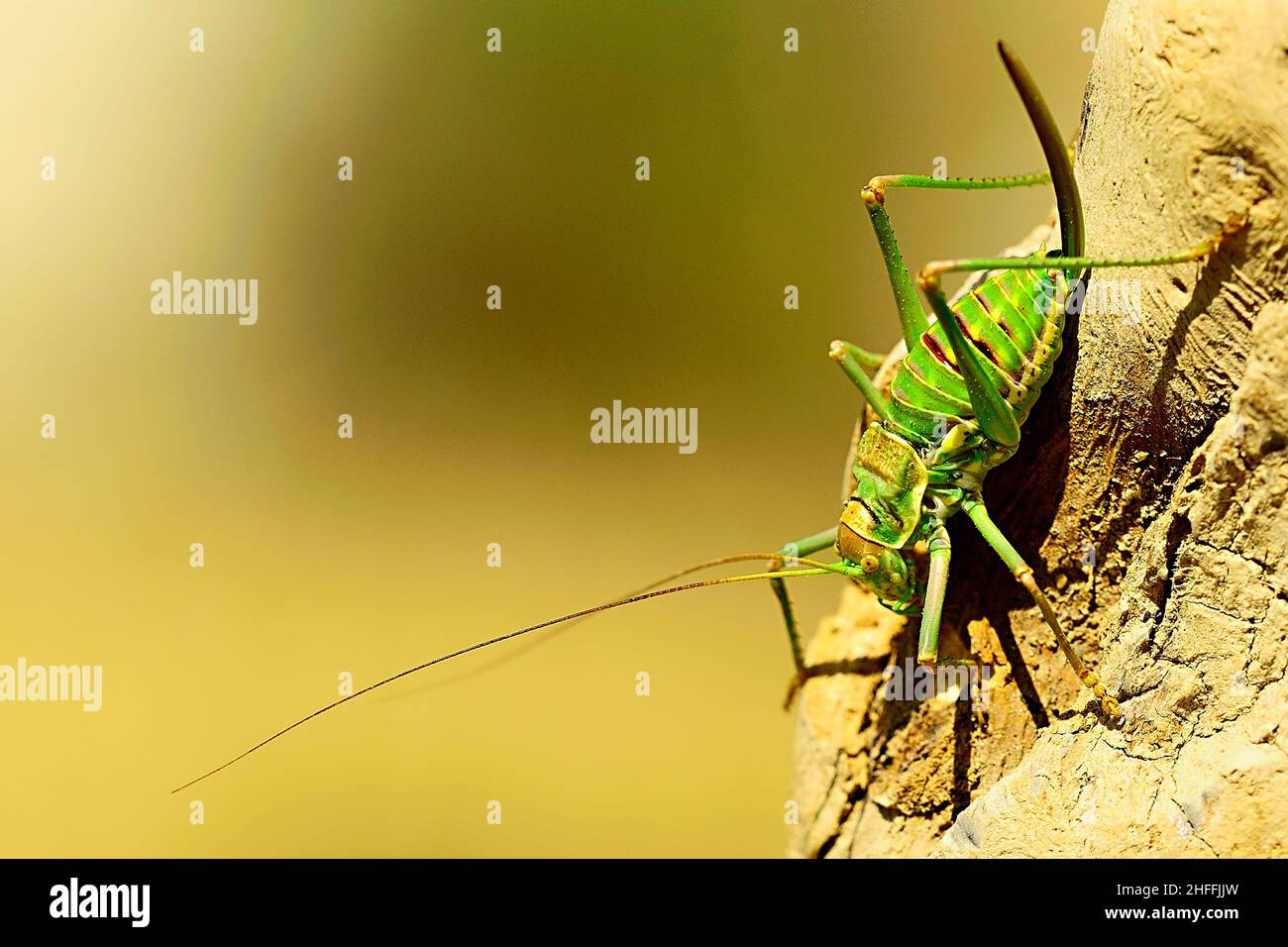 Grasshopper antenna hi-res stock photography and images - Page 35