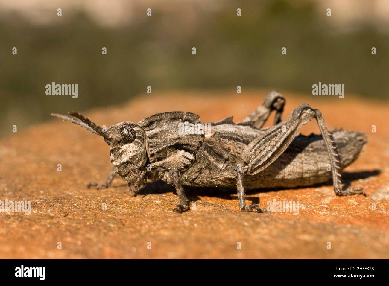 Orthoptera are paurometabolic insects with chewy mouthparts. Stock Photo