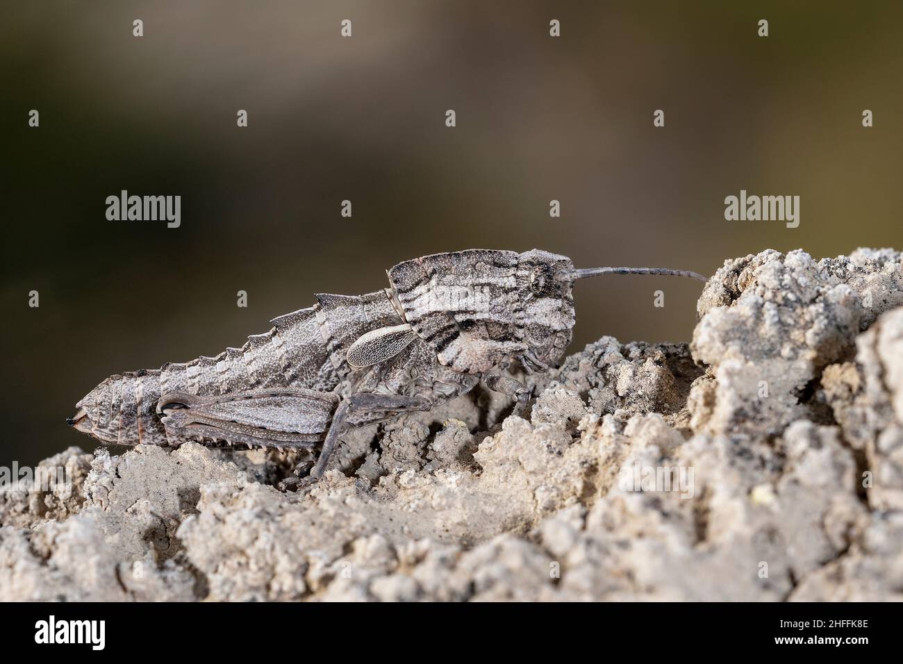 Orthoptera are paurometabolic insects with chewy mouthparts. Stock Photo