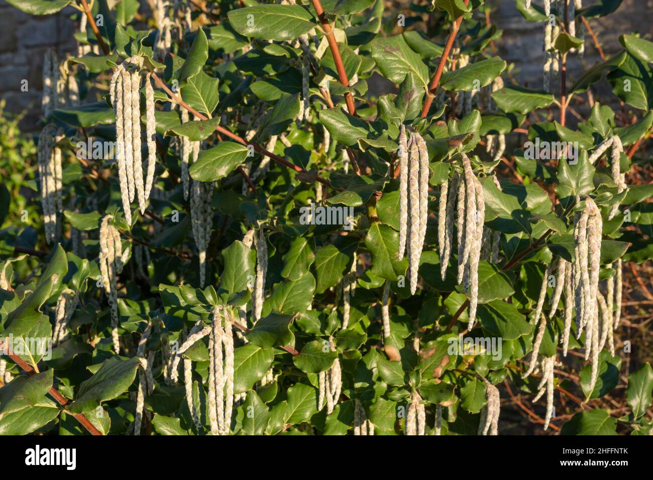 Evergreen shrub, Garrya elliptica with catkins Stock Photo