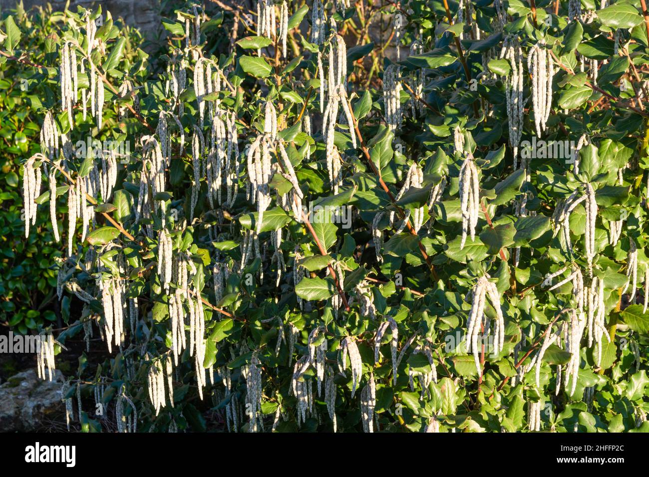Evergreen shrub, Garrya elliptica with catkins Stock Photo