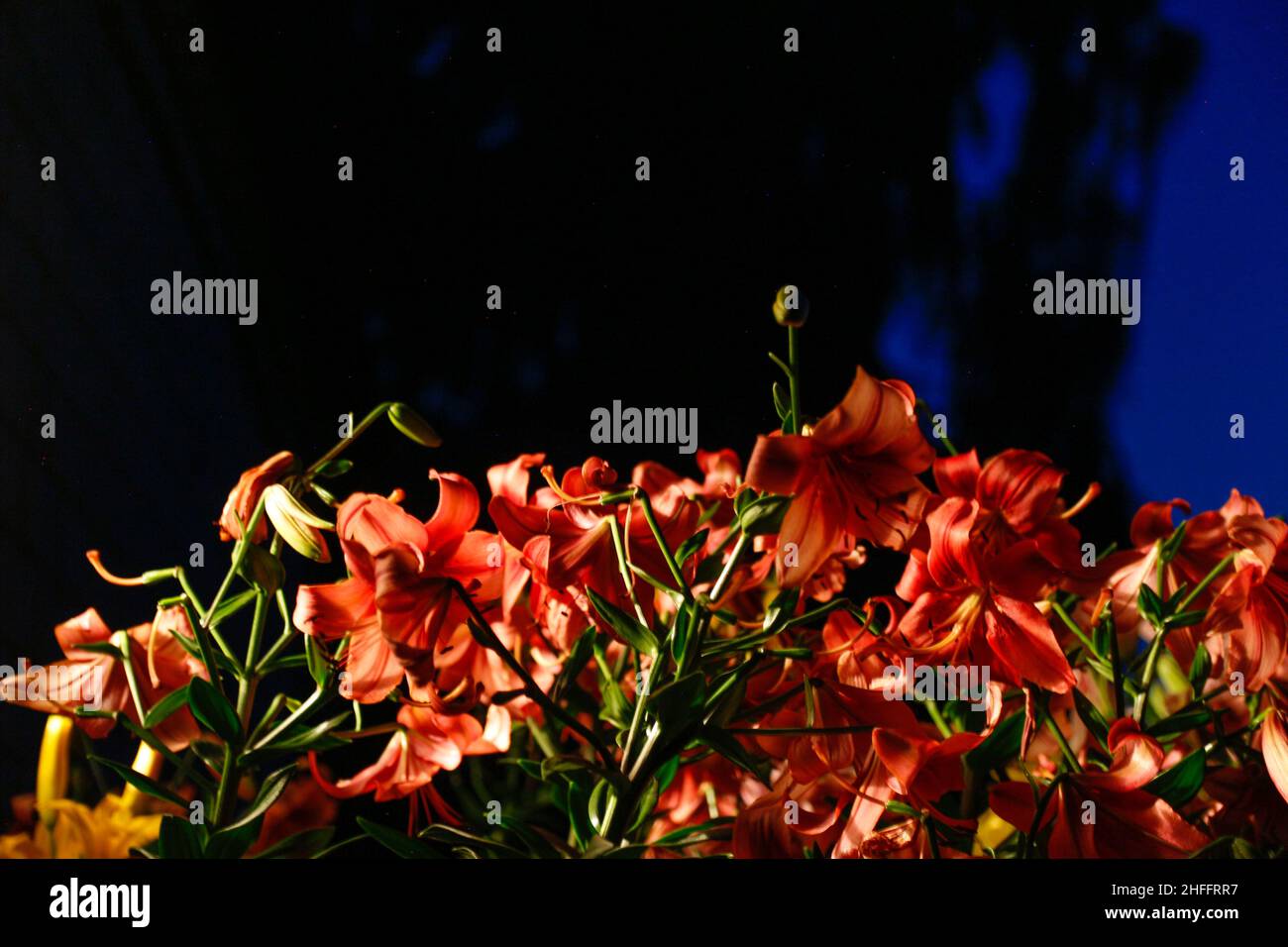 Red lily flowers silhouette in the night. Dark bush of pink decorative lily flowers. Beautiful Lily flower on black dark background. Lilium Stock Photo