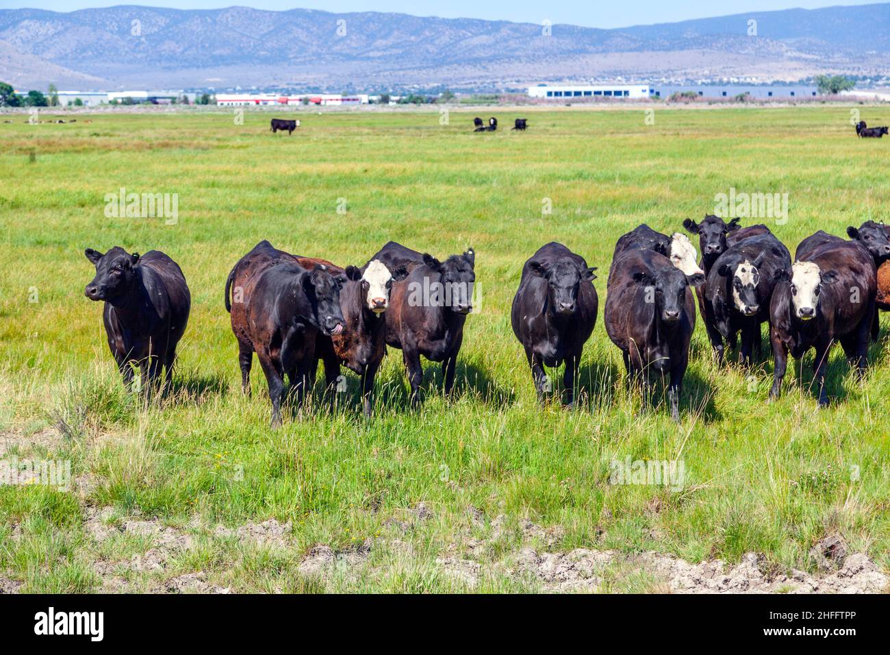 group of cows grazing on the meadow Stock Photo - Alamy