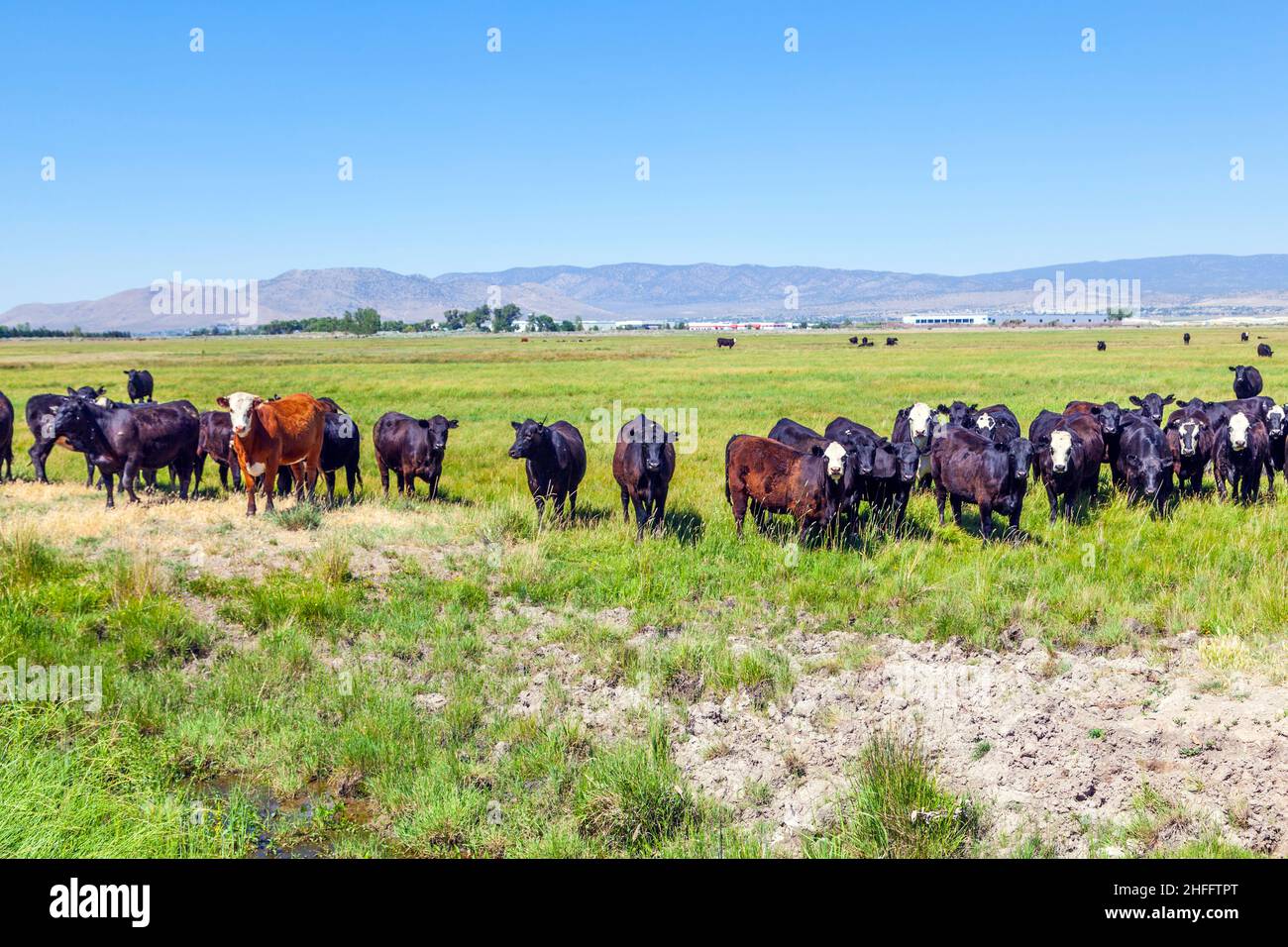 group of cows grazing on the meadow Stock Photo - Alamy