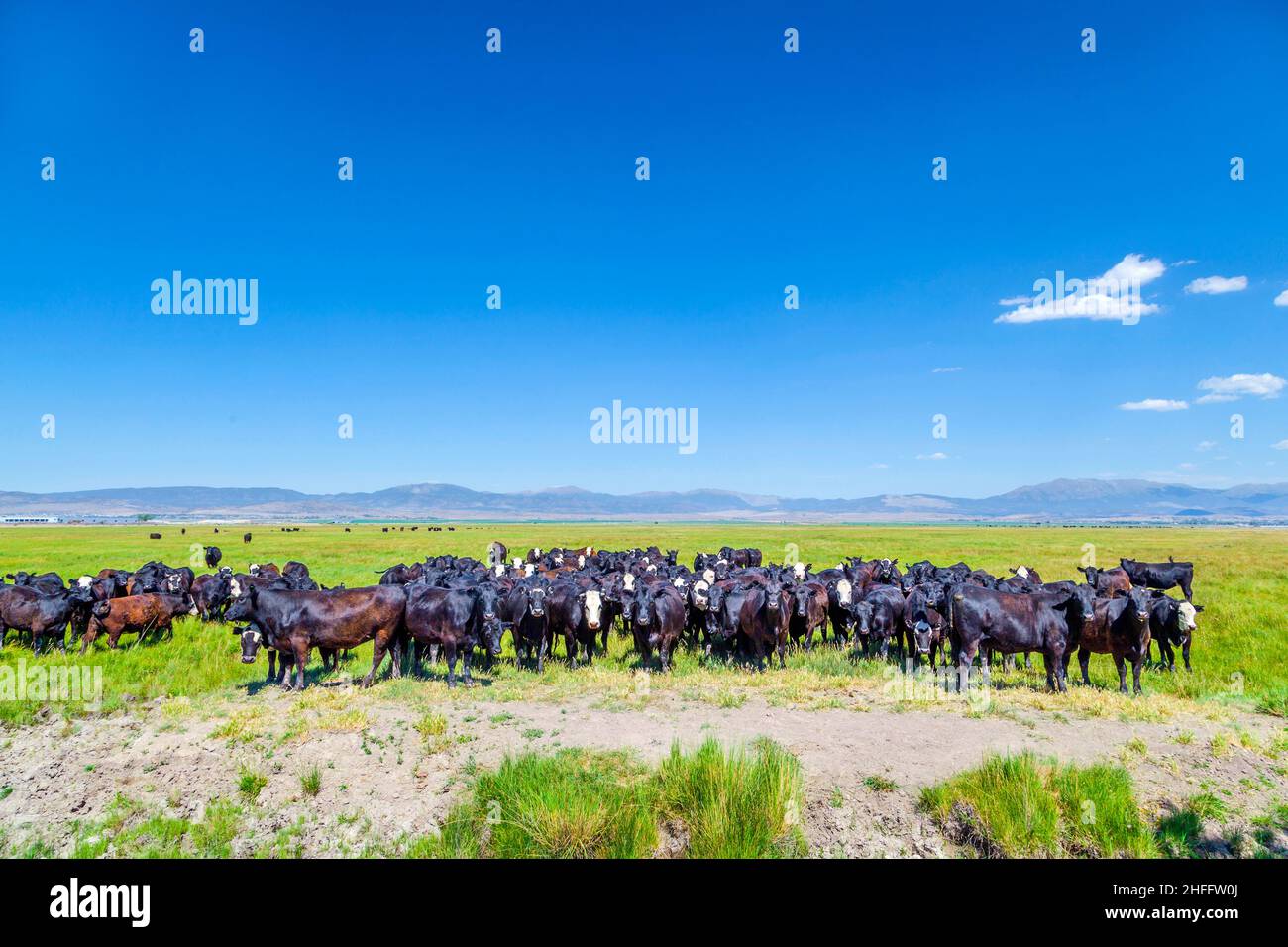 group of cows grazing on the meadow Stock Photo - Alamy