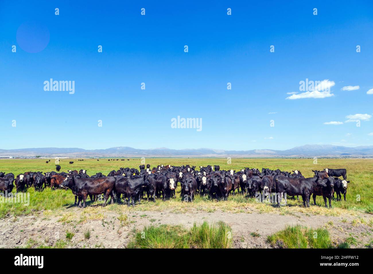 group of cows grazing on the meadow Stock Photo - Alamy