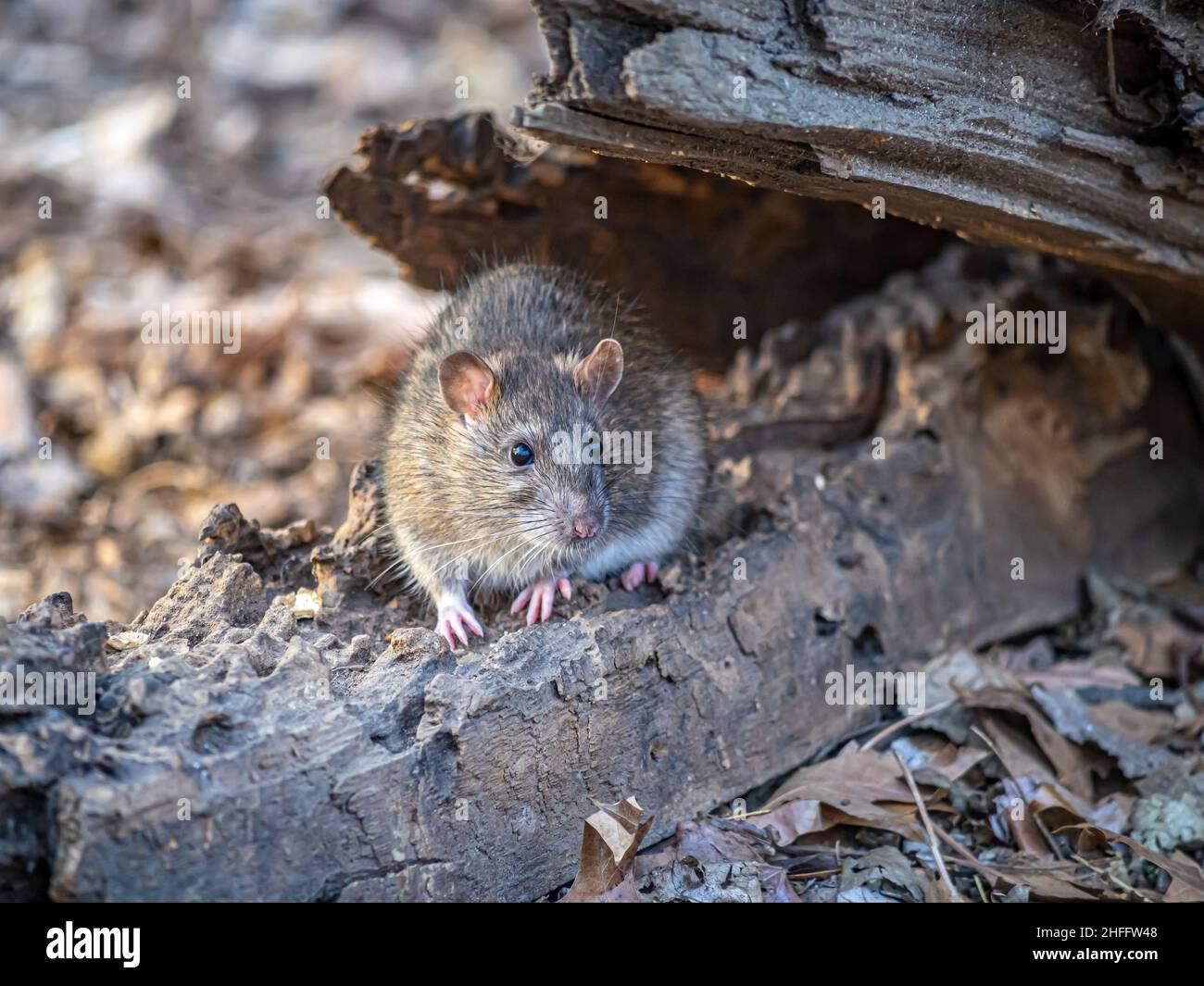 brown rat,Rattus norvegicus, also known as the common rat, street rat, sewer rat, wharf rat