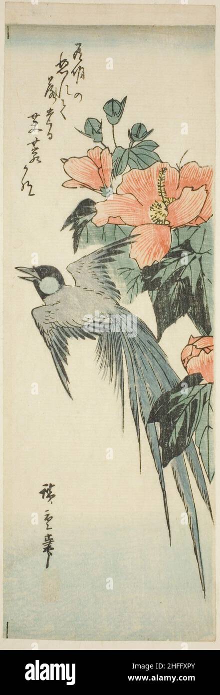 ☆日本の花鳥画☆Japanische Vogelstudien☆Japanese Bird