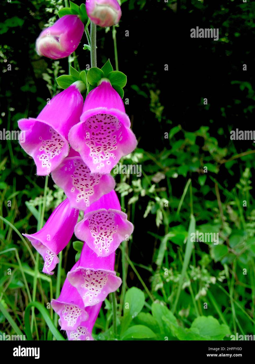 Digitalis purpurea foxglove Stock Photo