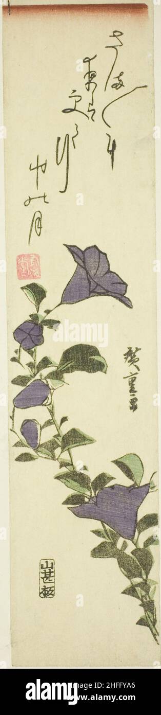 Chinese Bell Flowers, c. 1830s. Stock Photo