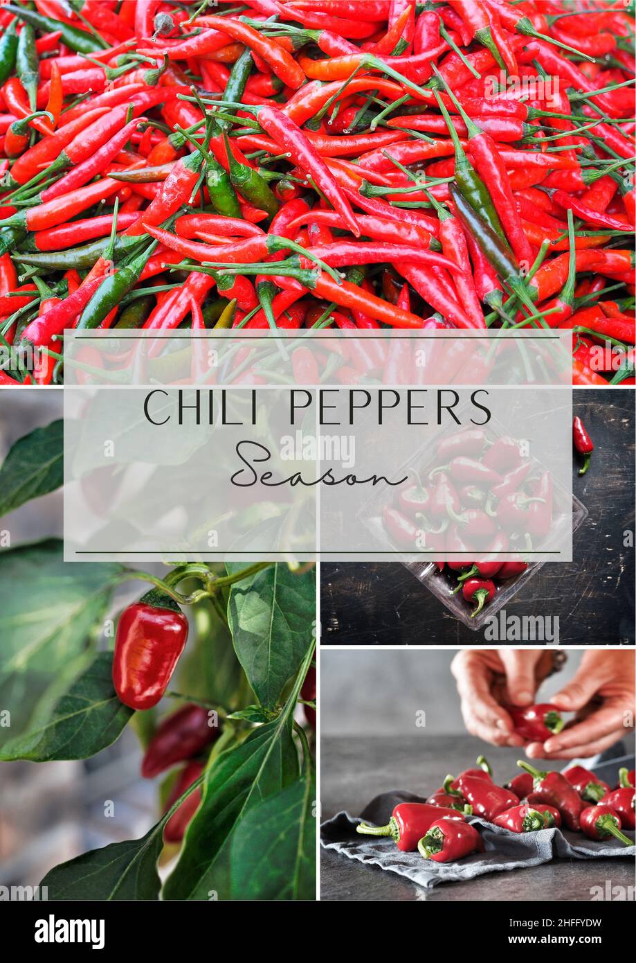 Chili peppers season. Collage of four images chili in garden and
