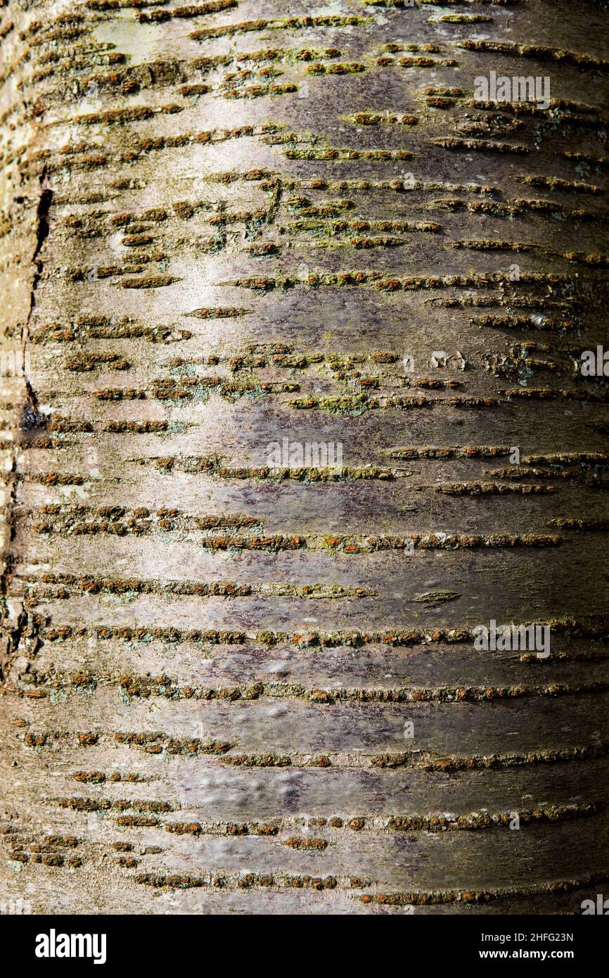 Single tree trunk photographed close-up to show the patterns and texture Stock Photo