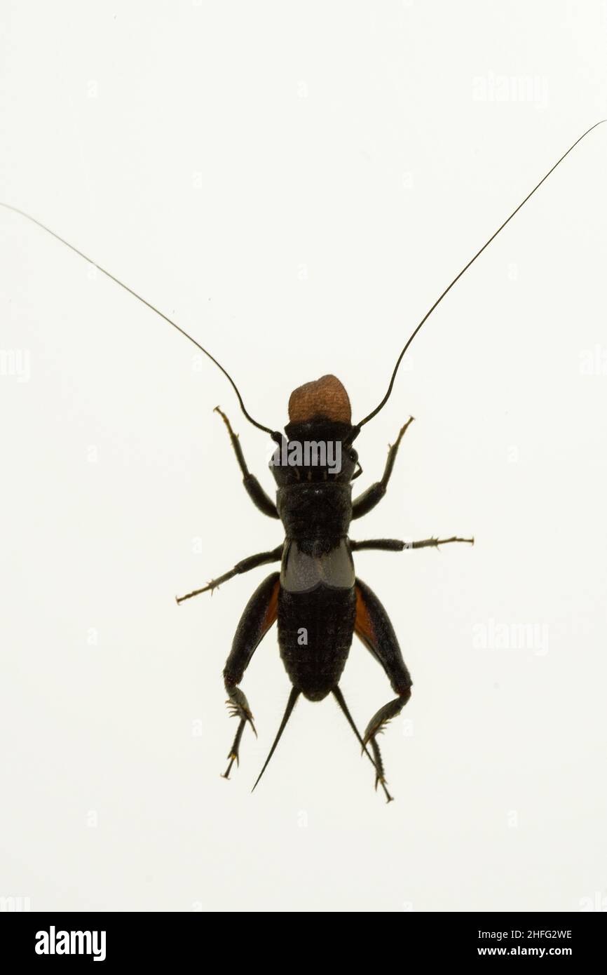 Orthoptera are paurometabolic insects with chewy mouthparts. Stock Photo