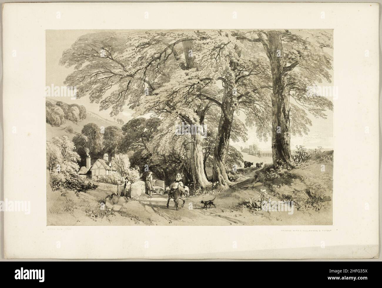 Wych Elm, from The Park and the Forest, 1841. Stock Photo